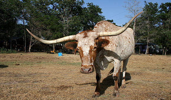 Giddings Texas Longhorn RV Park