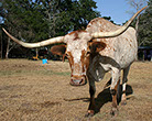 longhorns in Giddings at South Forty RV Park