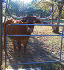 Come meet the longhorns at South Forty RV Park